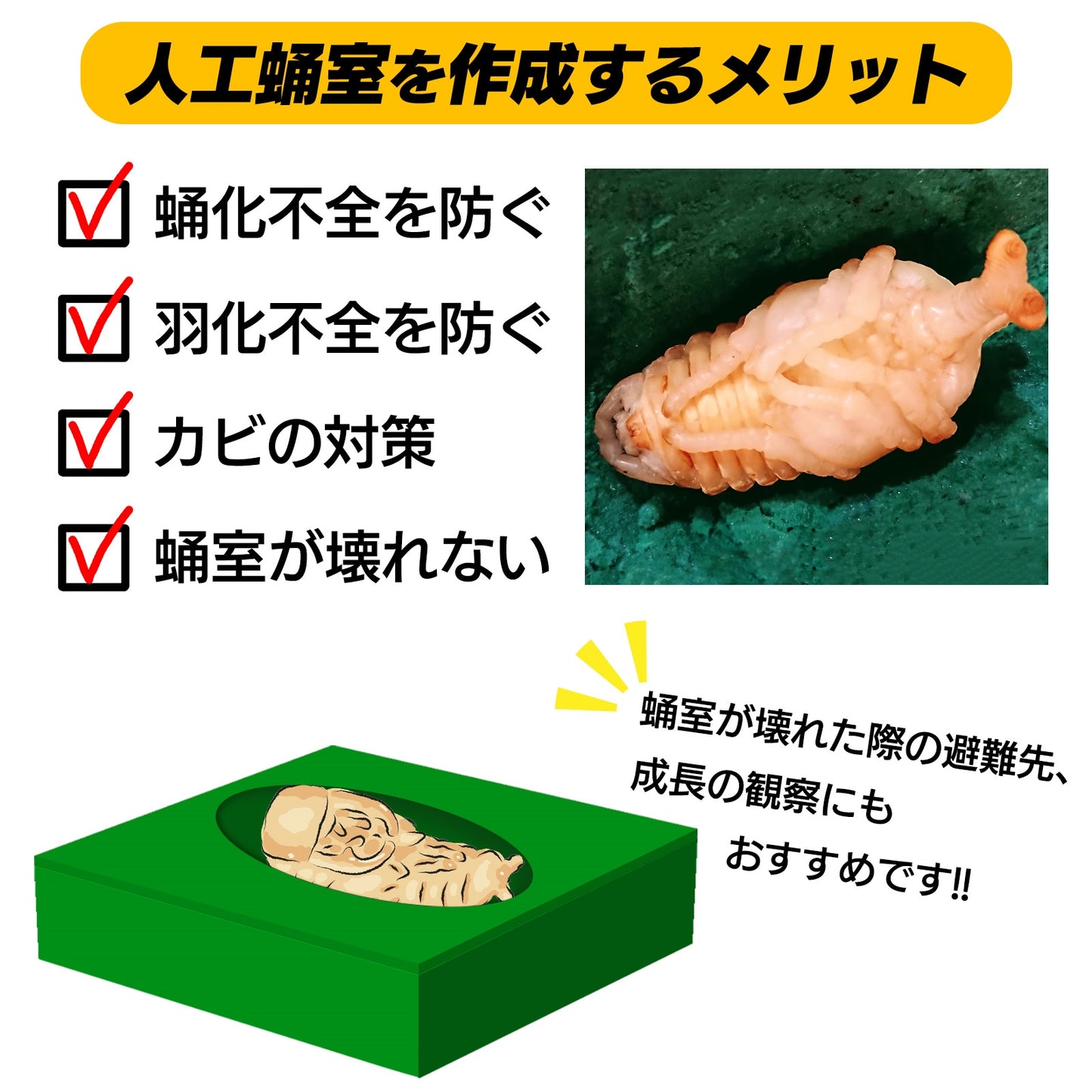 人工蛹室 凸型 カブトムシ 羽化 小型種 メス (67mm×31mm)
